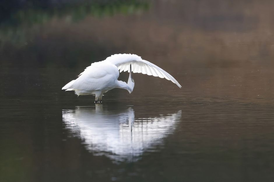 A photograph of a grey heron standing in a calm body of water during daytime, with its long neck curved forward as it uses its sharp beak to catch small fish. The heron's reflection is visible in the water, and it is surrounded by a natural setting with softly blurred, warm-toned background. The bird's feathers appear smooth and well-groomed, with legs partially submerged in the water near the shoreline. The scene captures a moment of quiet activity in nature, related to the process of wildlife observation or outdoor relaxation, which can be associated with moving or packing activities when considering the context of relocations by companies like Man and Van Mitcham.