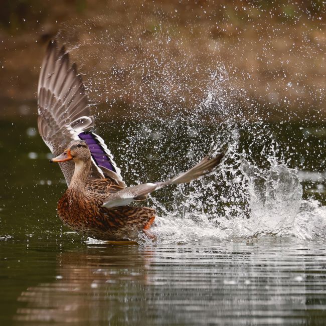 A mallard duck with brown-speckled plumage and an orange beak is splashing in the water, creating a spray of water droplets around it. The duck's wings are partially lifted, showing a hint of purple and white feathers on the shoulder area, as it appears to be either taking off or landing on the water's surface. The surrounding water is slightly rippled, indicating movement. The background is blurred and features natural, earthy tones. This scene captures a natural moment of a duck in motion, which could be part of a wildlife habitat or a pond. The detailed depiction is relevant for illustrating wildlife interactions near water, which can be associated with outdoor activities or conservation efforts in the context of house removals or property management, as seen on manandvanmitcham.org.uk. Such imagery is suitable for use in content related to property relocation areas near natural environments or the transportation of outdoor items.