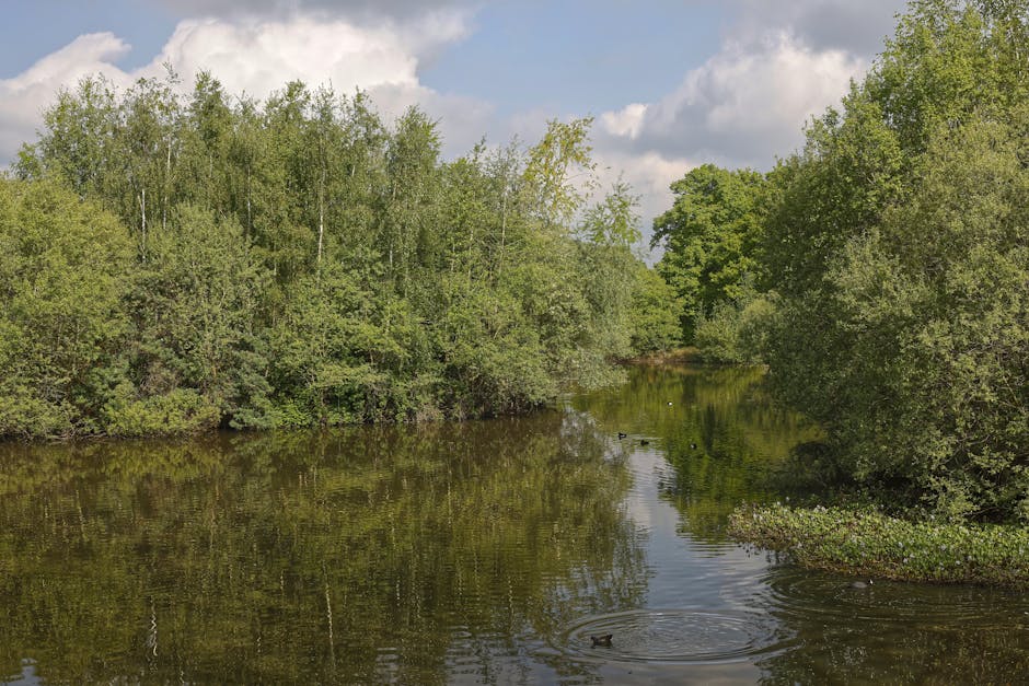 A tranquil river scene during daytime, with calm water reflecting the lush greenery of trees lining both banks. The trees are a mix of deciduous species, displaying fresh light green foliage. The river appears narrow, with some aquatic plants and floating vegetation visible along the edges. The sky is partly cloudy, casting a soft light across the landscape. In the foreground, a few ducks are swimming near the surface of the water, creating gentle ripples. The environment suggests a peaceful outdoor setting, possibly within a park or natural reserve, where natural surroundings meet a waterway. Though the image primarily depicts a natural landscape, the context aligns with the themes of home relocation or moving logistics, as such scenic views are often part of residential or suburban areas connected to moving services like those offered by Man and Van Mitcham, supporting professional furniture transport and packing during house removals.
