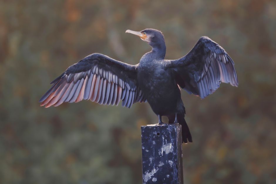 A close-up image of a black cormorant bird perched on a weathered, dark metal post outdoors, with its wings fully extended to display the detailed pattern of its feathers. The bird's head is turned slightly to the side, showing its long, pointed beak and yellow-orange throat patch, against a blurred natural background of foliage with muted tones. The setting appears to be in a park or natural area, with soft natural lighting highlighting the bird's glossy black plumage. This image may illustrate aspects of wildlife observation or the transport of animals, and, within the context of house removals and moving services, underscores the importance of caring for pets or local wildlife during relocation processes, as handled by companies like Man and Van Mitcham.